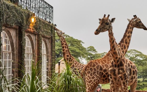 Vor einem Hotel stehen drei Giraffen direkt vor dem Gebäude. 