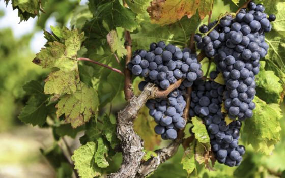 Eine Weinrebe an einem Ast mit mehreren Trauben und grünen Weinblättern.