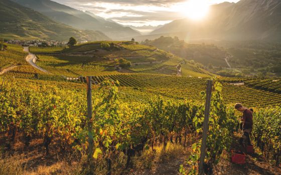 Zwei Personen bei der Weinlese zwischen zahlreichen Weinreben bei Sonnenaufgang, im Hintergrund grüne Hügel und Berglandschaften. 