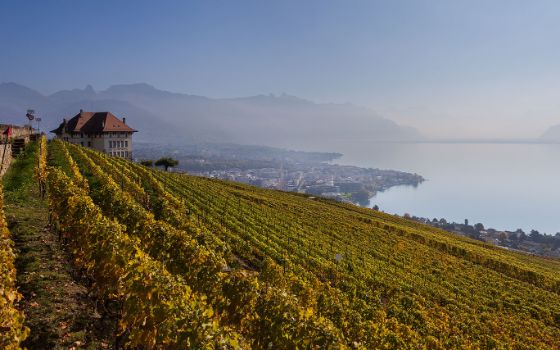 Weinberge von Lavaux oberhalb des Genfersees mit Blick auf See und Alpen bei sanftem Morgenlicht.