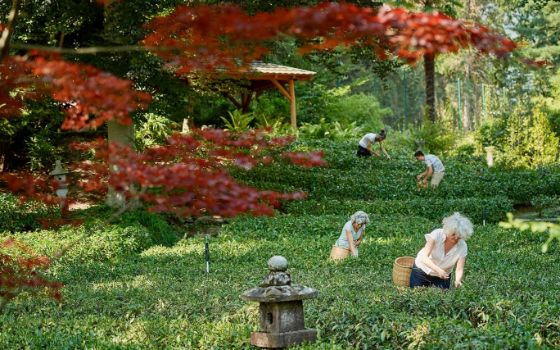 american-express-selects-neuste-partner-casa-del-te-2