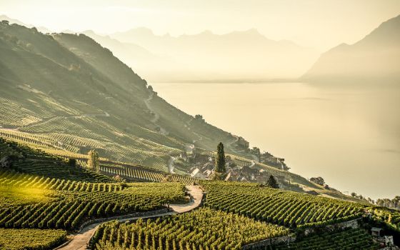 Eine Landschaft zeigt Hügel, auf denen Weinpflanzen angebaut sind, im Hintergrund liegt ein See, im Nebel scheint eine Berglandschaft. 