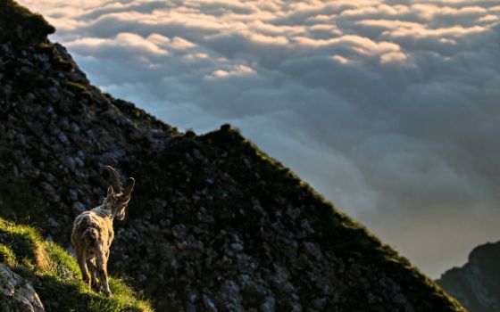 Steinbock auf einem Felsgrat im Schweizer Nationalpark