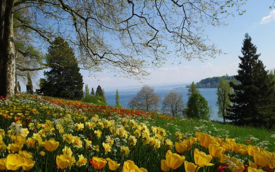 Blumenwiese mit gelben und roten Tulpen am Ufer des Bodensees auf der Insel Mainau, umgeben von Bäumen und mit Blick auf das blaue Wasser.