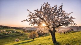 american-express-selects-asia-03-2026-2