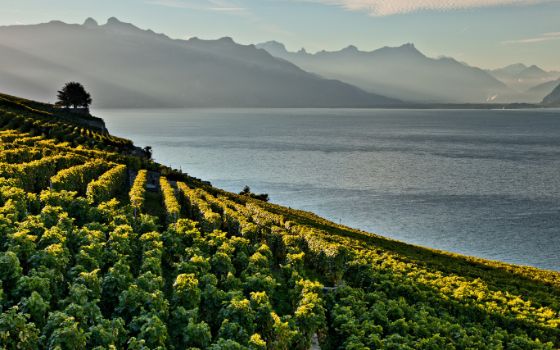 Ein grün bewachsener Weinberg an einem See mit Berglandschaft im Hintergrund.