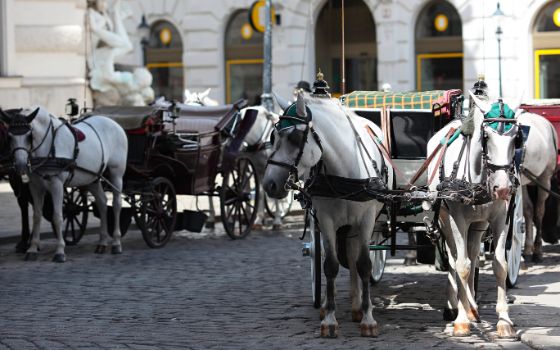 Mehrere Pferdekutschen in Wien mit jeweils zwei vorgespannten Pferden auf Kopfsteinpflaster. 