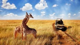 Ein Jeep fährt an zwei Giraffen vorbei, die auf der Steppe stehen. 
