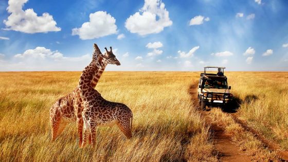 Ein Jeep fährt an zwei Giraffen vorbei, die auf der Steppe stehen. 