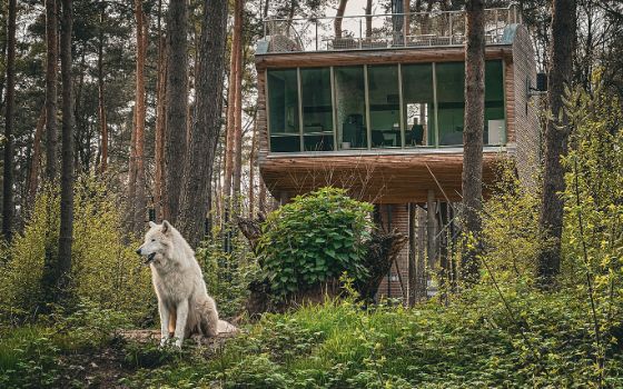 Ein weisser Wolf sitzt im Vordergrund vor einem modernen Holz-Baumhaus mit Panoramafenstern im Wald.