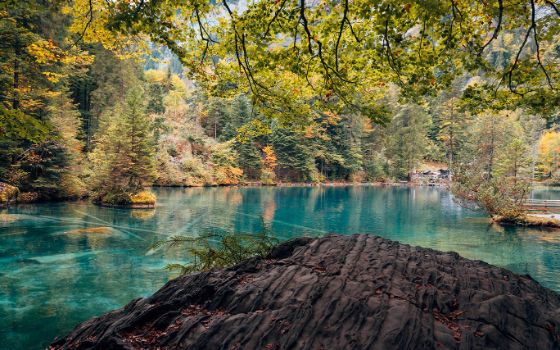 Herbstliche Uferlandschaft am Blausee mit klarem türkisfarbenem Wasser und Laubbaum im Vordergrund