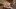 american-express-selects-dining-ornellaia-1