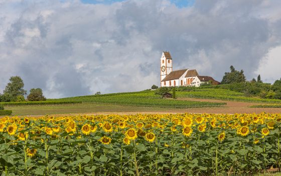 Kirche auf einem Hügel im Kanton Schaffhausen, umgeben von Weinbergen und Sonnenblumenfeld im Vordergrund.