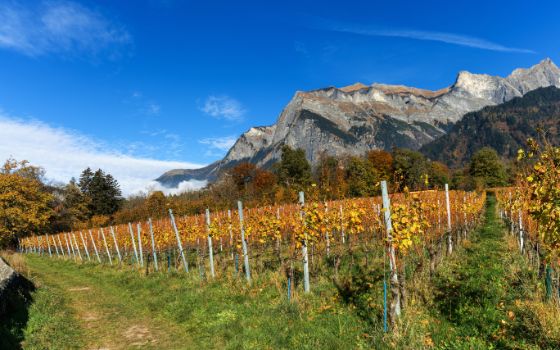 Mehrere Reihen goldgelber Weinreben vor einem Bergpanorama und blauem Himmel.