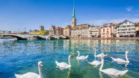 Stadtpanorama von Zürich am Fluss mit Schwänen im türkisblauen Wasser im Vordergrund.