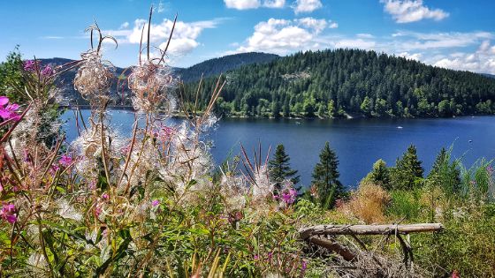 Seepanorama mit Nadelwald hinter blühenden Pflanzen im Vordergrund. 