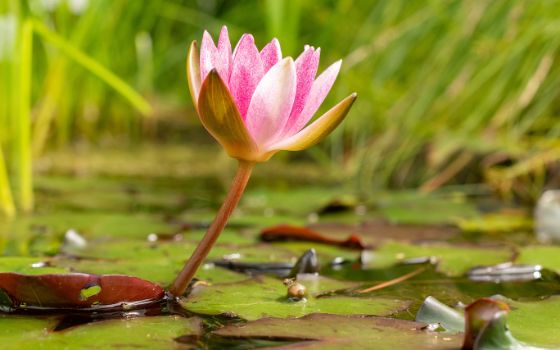 Nahaufnahme einer rosafarbenen Seerosenblüte in einem Teich mit grünen Gräsern. 
