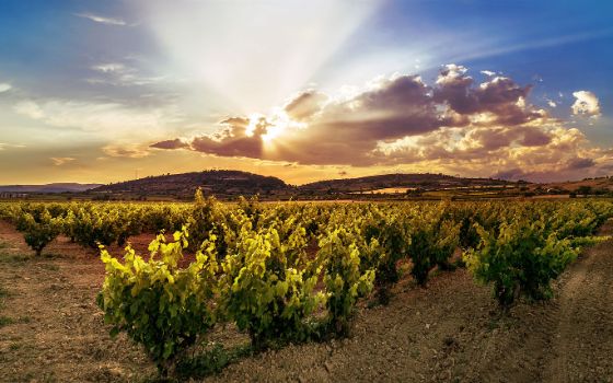 Weinberg in Italien bei goldenem Sonnenuntergang, Reihen grüner Rebstöcke unter dramatischem Himmel